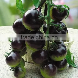 Hybrid Black Purple Cherry Tomato Seeds For Sale-Purple Bright thumbnail-1