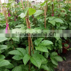 Passiflora Edulis Sims Seedling thumbnail-1
