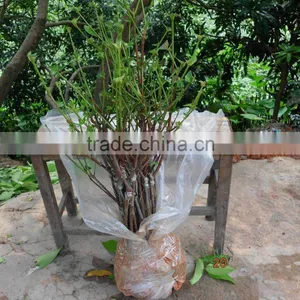 Syzygium Samarangense Tree Seedlings, Java Apple, Semarang Rose-apple, Wax Jambu thumbnail-4