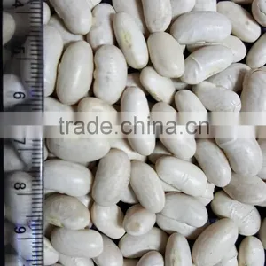 Good Quality Canned White Kidney Beans thumbnail-2