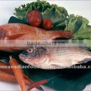 Various Styles Tilapia Fish thumbnail-1