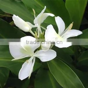 White Ginger Lilly Oil thumbnail-1