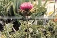 Silybin Powder thumbnail-1