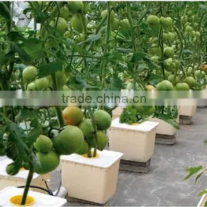 Greenhouse Dutch Bucket Hydroponic for Commercial thumbnail-2