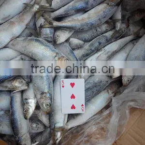 Sardine for Bait thumbnail-6