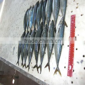 Frozen Fresh Mackerel Tin Fish thumbnail-1