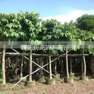 Lagerstroemia Speciosa Flower Plants thumbnail-1