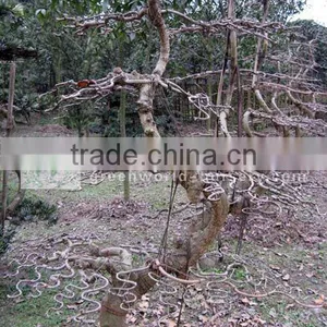 Ginkgo Biloba Bonsai Big S Shape Trees thumbnail-1