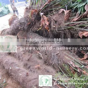 Trachycarpus Fortunei Cold Climate Trees thumbnail-1