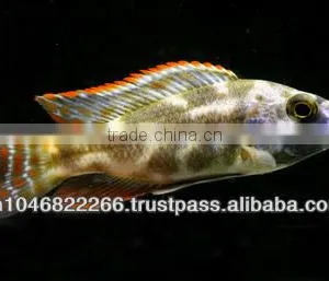 Cichlid Fish Farm for Sale and Export thumbnail-2