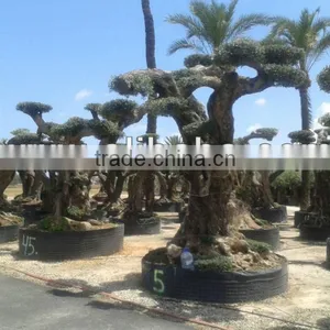 Centenary Olive Tree thumbnail-2