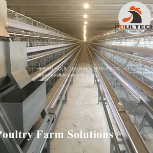 A Type Layer Chicken Cage Equipment for Poultry Farm thumbnail-3