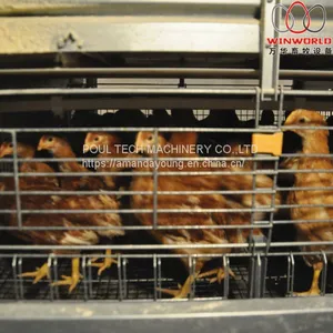Ecuador Poultry Farm - Battery Chicken Cage & Poultry Cage & Small Layer Cage Used in Brooding Room thumbnail-2