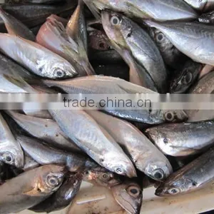 14-16cm Zhejiang Original Frozen Horse Mackerel thumbnail-1