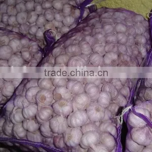 Pure White Garlic thumbnail-6