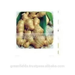 High Quality Pure Ginger Oil thumbnail-2
