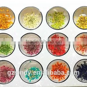 3D Nail Art Acrylic Flower Nail Decoration /nail Real Dried Flowers ZX:GH750 thumbnail-4