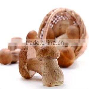 Polish Wild Dried King Bolete Mushrooms thumbnail-1