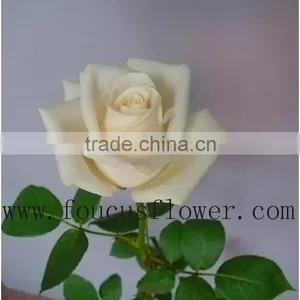 China Hot Sale Rose Cut Vendela Fresh Roses Cut Flowers From China thumbnail-3