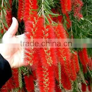 Callistemon Viminalis, Bottle Brush thumbnail-2