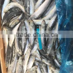 Whole Round of High Quality Sardinops Melanostictus in 2016 thumbnail-2