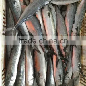 Frozen Fresh King Fish thumbnail-4
