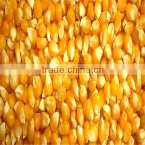Yu mi Seed Bright Color Quality Popcorn Seed for Export thumbnail-3