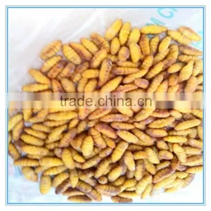 New Season Fresh IQF Frozen Silkworm thumbnail-6
