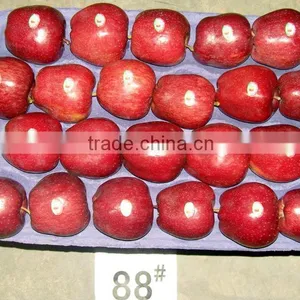 Red Huaniu Apple (delicious Apple ) thumbnail-4