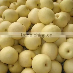New Fresh Gong Pear 2015 thumbnail-6