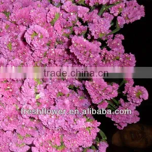 High Grade Fresh Cut Myosotis Sylvatica Flowers thumbnail-1