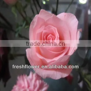Fresh Flower of Pink Rose Flower Named Pink Lady thumbnail-1