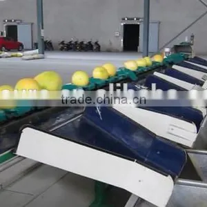 Fruits Shaddock Grading Machine Sorter Grader Separator Weight Sorting Machine thumbnail-2