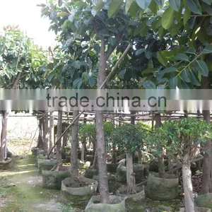 Ficus Elastica (rubber Fig ) thumbnail-4