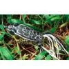 Sell Frog D thumbnail-1