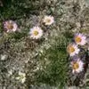 Tatarian Aster Extract thumbnail-1