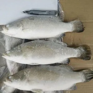 Frozen Barramundi thumbnail-2