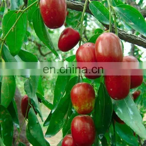 Date Syrup Production Line/ Date Paste Processing Machine / Date Honey Making Machine thumbnail-5
