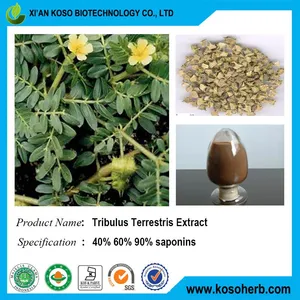 Tribulus Terrestris Extract thumbnail-5