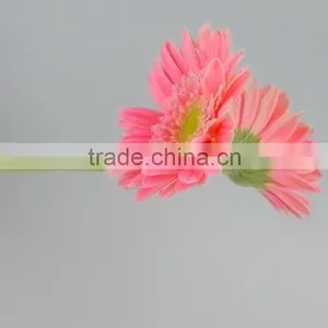 Fashionable Honey Fresh Cut Gerbera Flower thumbnail-1