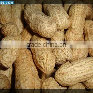 Roasted Groundnut in Shell thumbnail-1