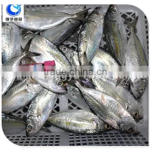 Wholesale Fishing Frozen Yellow Tail Horse Mackerel Fish thumbnail-4