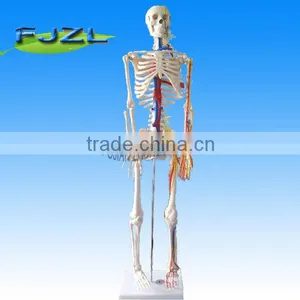 85cm Human Anatomical Skeleton Model With Nerves and Blood Vessels thumbnail-1