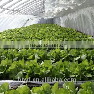 GREENHOUSE FILM thumbnail-3
