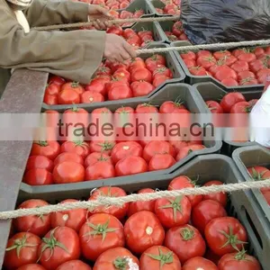 Tomato thumbnail-2