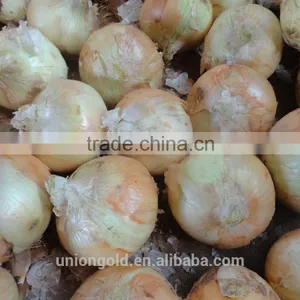 Fresh Yellow Onion / Red Onion thumbnail-1