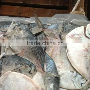 High Quality Frozen Fish Whole Round Moon Fish 100-150g thumbnail-3