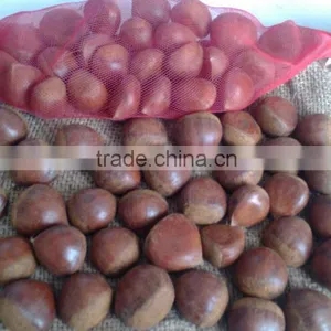 Large Quantity Natural Healthy Chestnut thumbnail-4