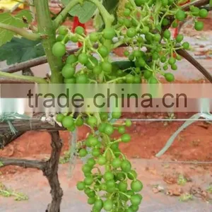 Bulk Grapes thumbnail-2
