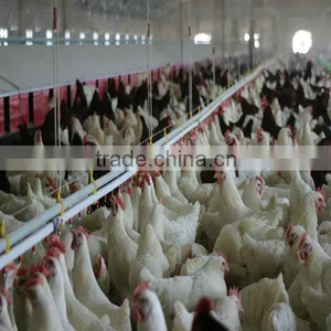 Automatic Poultry Feeding and Watering Equipment for Breeder thumbnail-1